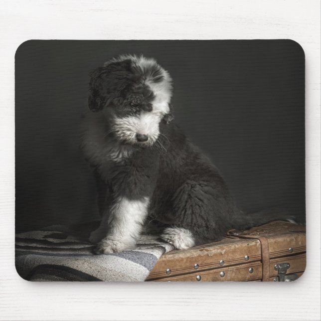 Bobtail puppy portrait in studio mouse pad (Front)