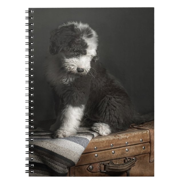 Bobtail puppy portrait in studio notebook (Front)
