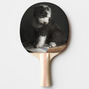 Bobtail puppy portrait in studio ping pong paddle