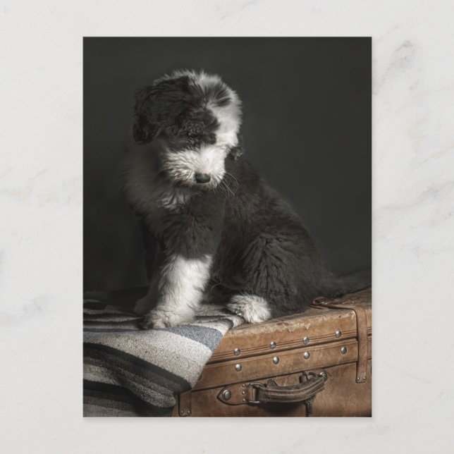 Bobtail puppy portrait in studio postcard (Front)