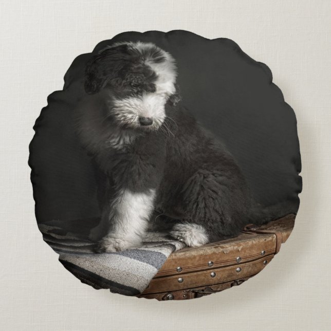 Bobtail puppy portrait in studio round cushion (Front)