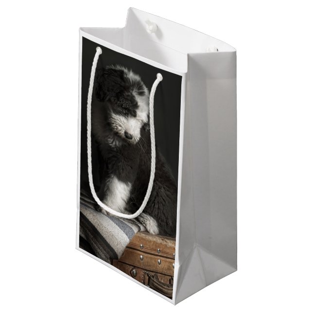 Bobtail puppy portrait in studio small gift bag (Front Angled)