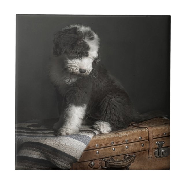 Bobtail puppy portrait in studio tile (Front)
