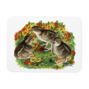 Bobwhite Garden Chicks Magnet