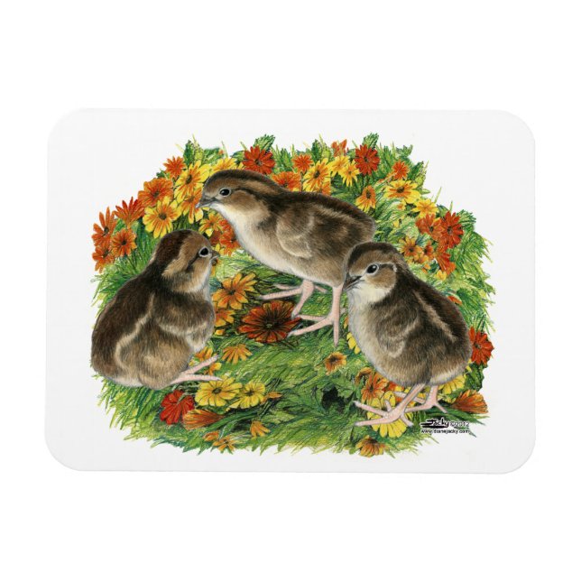 Bobwhite Garden Chicks Magnet (Horizontal)