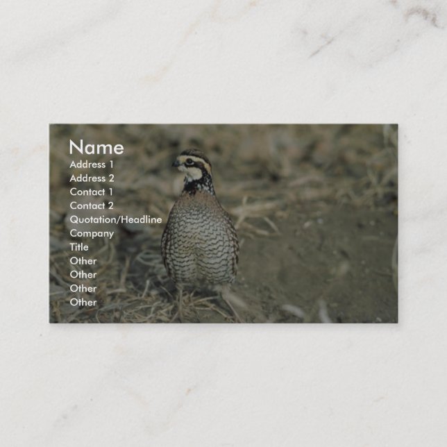 Bobwhite Quail Business Card (Front)