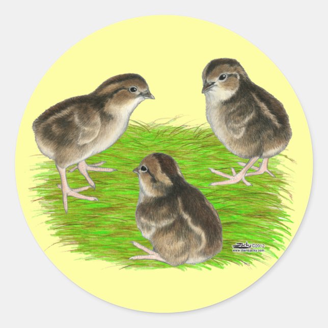 Bobwhite Quail Chicks Classic Round Sticker (Front)