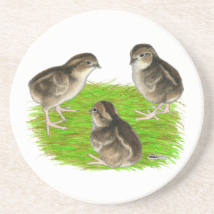 Bobwhite Quail Chicks Coaster