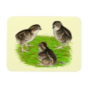 Bobwhite Quail Chicks Magnet