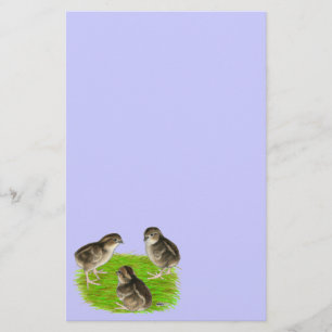 Bobwhite Quail Chicks Stationery