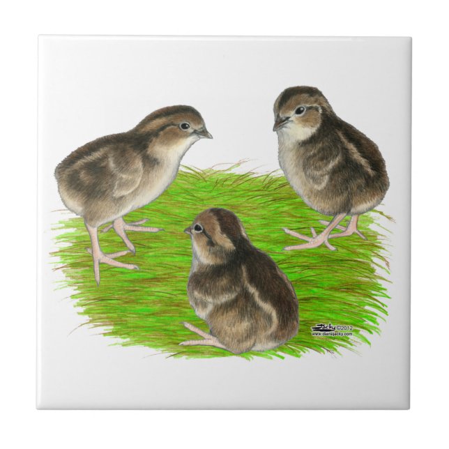 Bobwhite Quail Chicks Tile (Front)