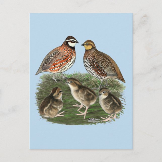 Bobwhite Quail Family Postcard (Front)