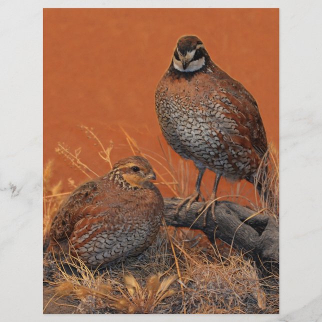 Bobwhite Quail (Georgia, Missouri and Tennessee) (Front)