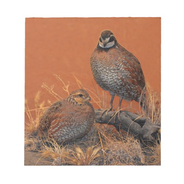 Bobwhite Quail (Georgia, Missouri and Tennessee) Notepad (Front)