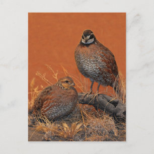 Bobwhite Quail (Georgia, Missouri and Tennessee) Postcard