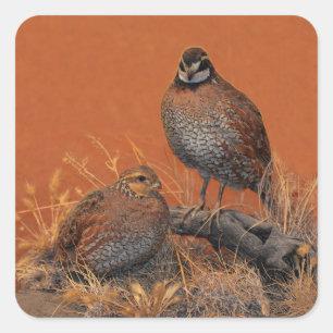 Bobwhite Quail (Georgia, Missouri and Tennessee) Square Sticker