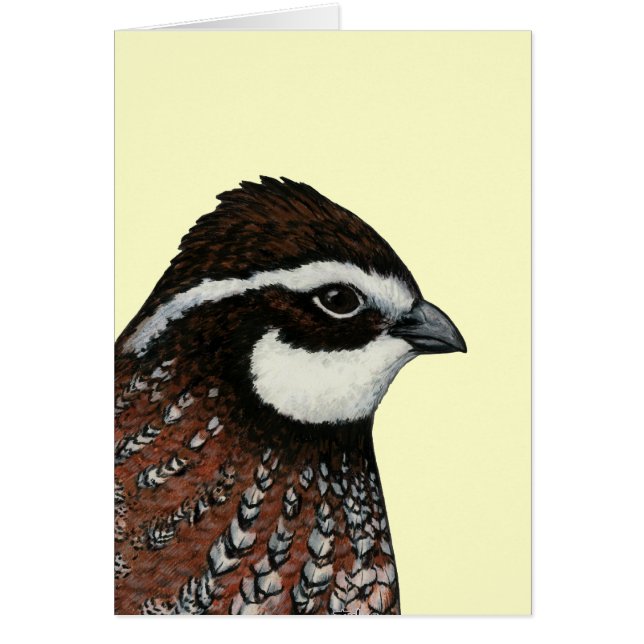Bobwhite Quail Head (Front)