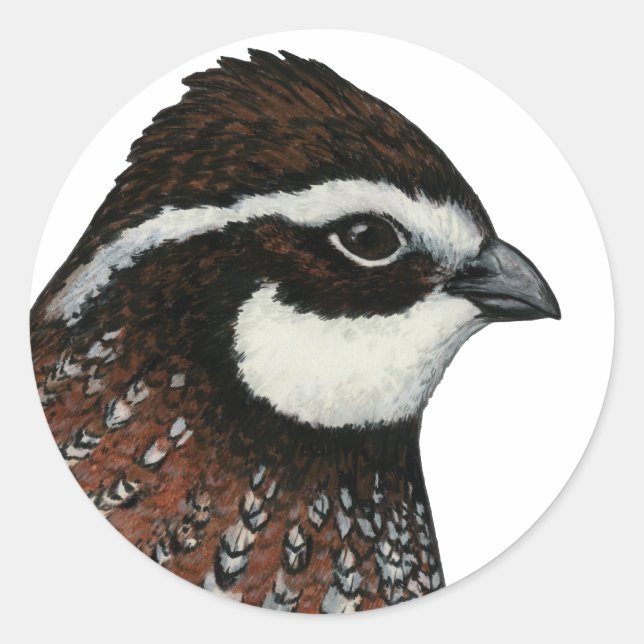 Bobwhite Quail Head Classic Round Sticker (Front)