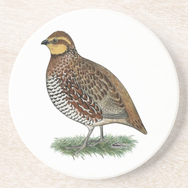 Bobwhite Quail Hen Coaster (Front)
