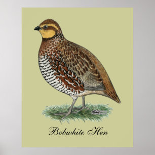 Bobwhite Quail Hen Poster