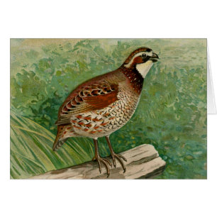 Bobwhite Quail Illustration