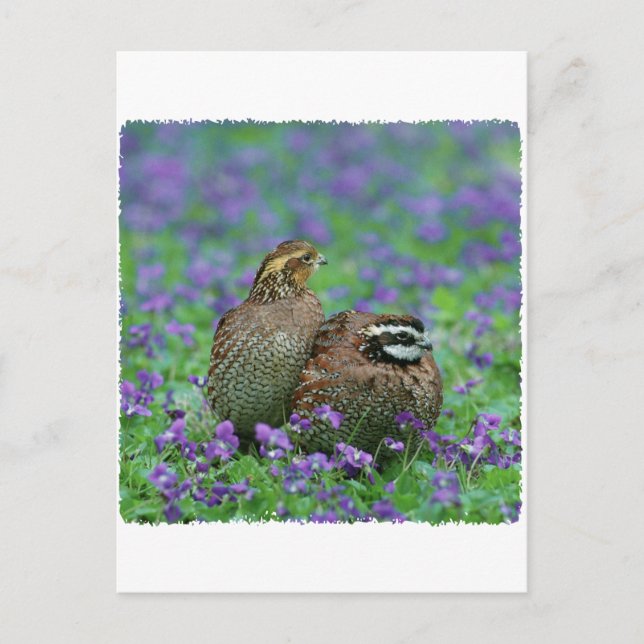 Bobwhite Quail Photography Postcard (Front)