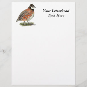 Bobwhite Quail Rooster