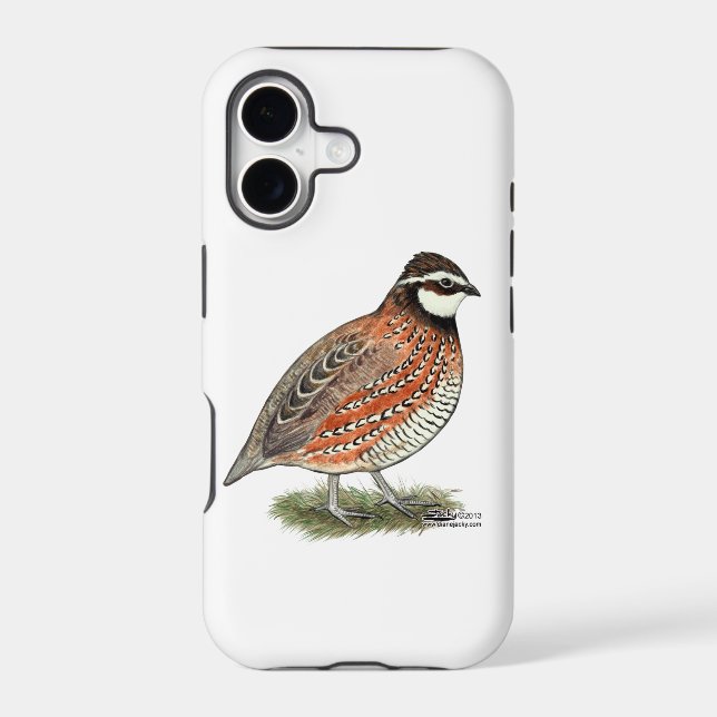 Bobwhite Quail Rooster (Back)