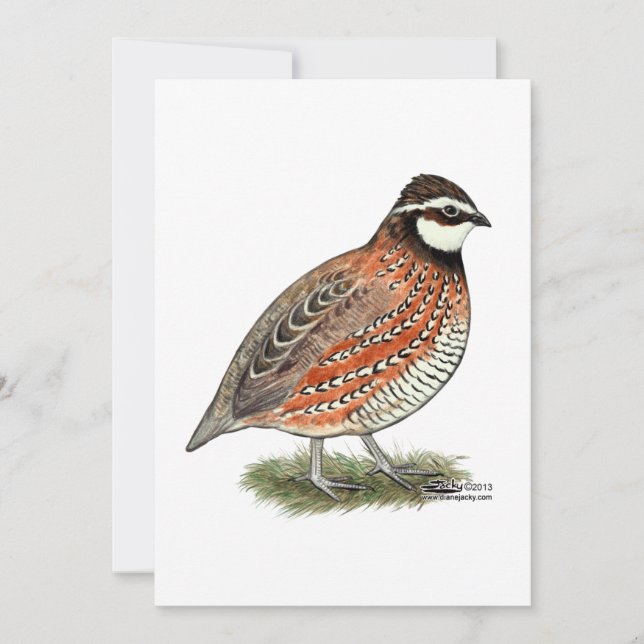 Bobwhite Quail Rooster Card (Front)