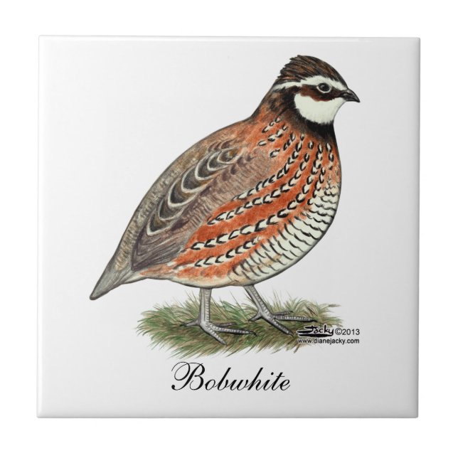 Bobwhite Quail Rooster Ceramic Tile (Front)