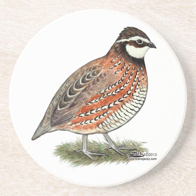 Bobwhite Quail Rooster Coaster (Front)