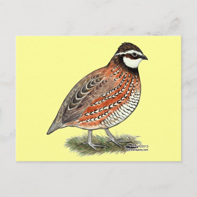 Bobwhite Quail Rooster Postcard (Front)