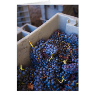 Bodega Marques de Riscal winery, grapes