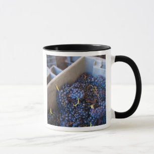 Bodega Marques de Riscal winery, grapes Mug