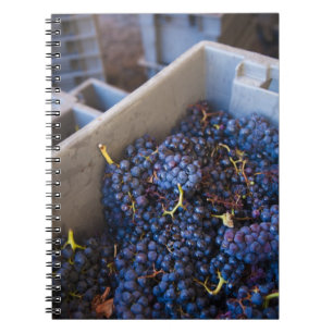 Bodega Marques de Riscal winery, grapes Notebook