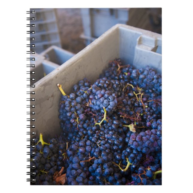 Bodega Marques de Riscal winery, grapes Notebook (Front)