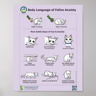 Body Language of Feline Anxiety Poster