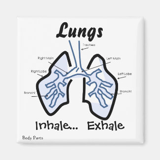 Body Parts -- Human Lungs Magnet