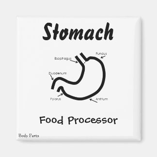 Body Parts -- Human Stomach Magnet