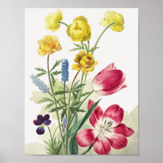 Boeket van tulpen, viooltjes, blauwe druifjes poster