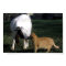 Boer Goat And Cat Portrait Poster Print