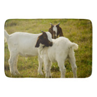 Boer Goat Kids in Pasture Photo