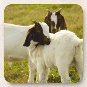 Boer Goat Kids in Pasture Photo Coaster