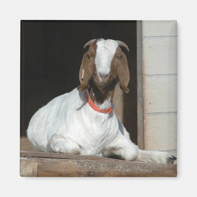 Boer Goat Nanny Doe Magnet (Front)