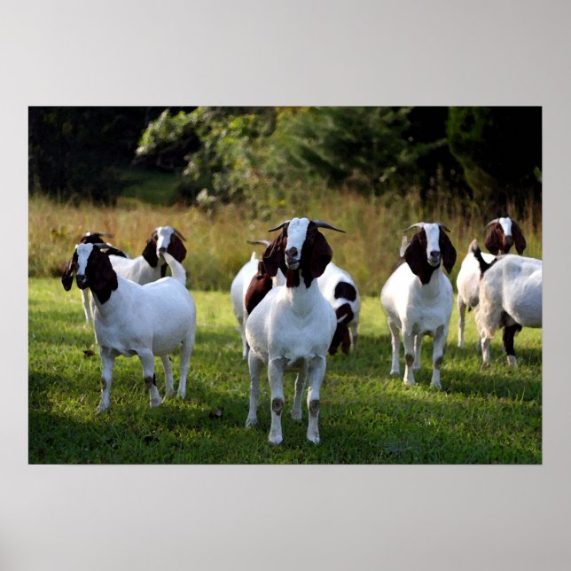 Boer Goat The Gangs All Here Poster Print (Front)