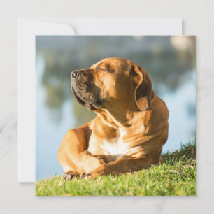 Boerboel