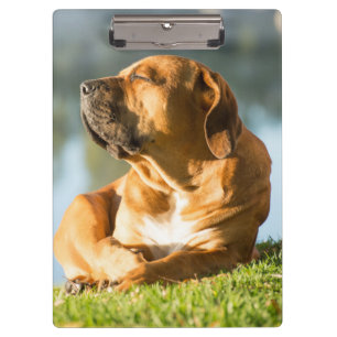 Boerboel Clipboard