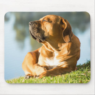 Boerboel Gel Mouse Pad