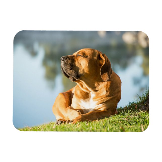 Boerboel Magnet (Horizontal)