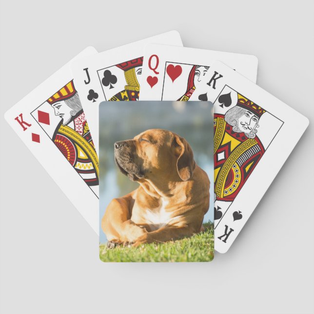 Boerboel Playing Cards (Back)